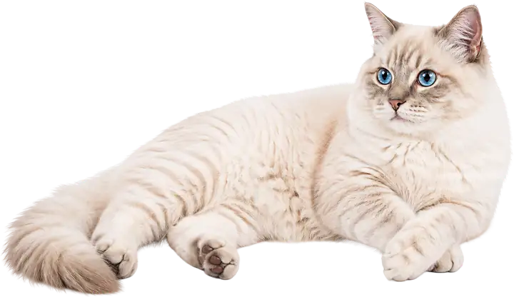 قطة بيضاء